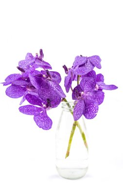 Vanda orkide, mor orkide beyaz izole bir şişe mor