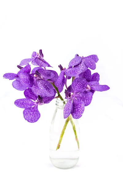 Vanda orkide, mor orkide beyaz izole bir şişe mor
