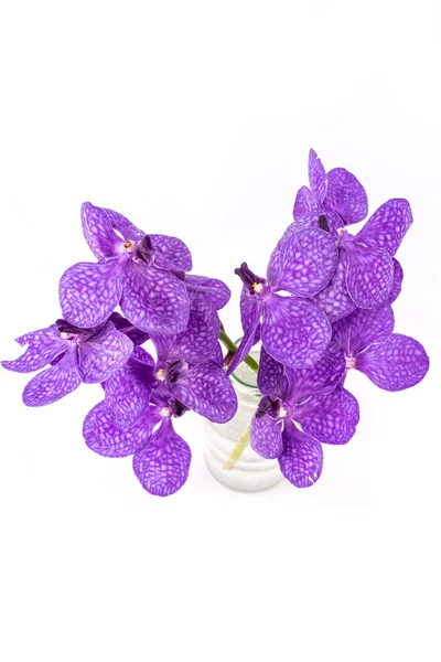 Vanda orkide, mor orkide beyaz izole bir şişe mor