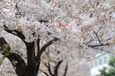 Tam olacak beyaz Sakura veya Japonya kiraz çiçeği dalları 