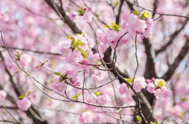 Tam bloomi olacak Sakura veya Japonya kiraz çiçeği dalları