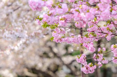Tam bloomi olacak Sakura veya Japonya kiraz çiçeği dalları