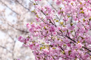 Tam bloomi olacak Sakura veya Japonya kiraz çiçeği dalları