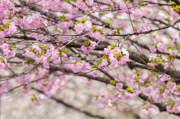 Sakura eller Japan körsbärsblommor grenar, som kommer att fullt bloomi — Stockfoto