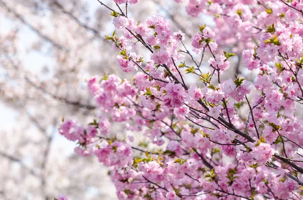 Bloomi는 완전히 사쿠라 또는 일본 벚꽃 지점, — 스톡 사진