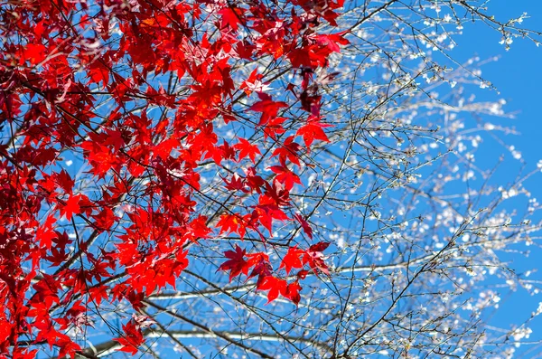 Shikizakura, kış sakura kırmızı akçaağaç ile Obara Toyot bırakır.
