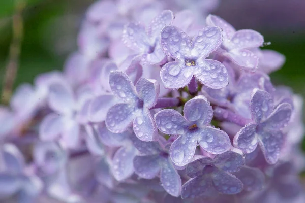 Nahaufnahme Einer Fliederblüte Nachdem Etwas Regen Die Blüte Bedeckt Hat — Stockfoto