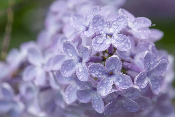 Vista Cerca Una Flor Lila Después Poco Lluvia Cubierto Floración —  Fotos de Stock