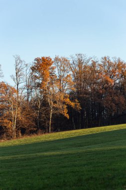 Güney Almanya yakınlarındaki sonbahar çimenliği dallarında portakal yaprakları olan Schwabisch gmund şehri.