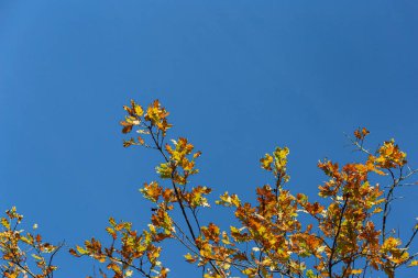 Sonbahar rengi yaprakları mavi gökyüzünün altında sıcak bir sonbahar öğleninin parlak atmosferiyle