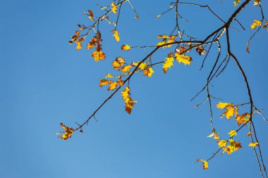 Sonbahar rengi yaprakları mavi gökyüzünün altında sıcak bir sonbahar öğleninin parlak atmosferiyle