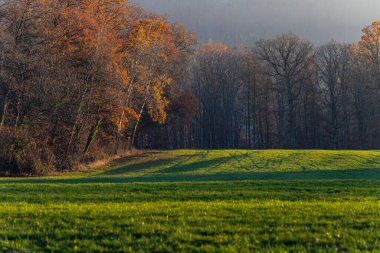 Güney Almanya yakınlarındaki sonbahar çimenliği dallarında portakal yaprakları olan Schwabisch gmund şehri.