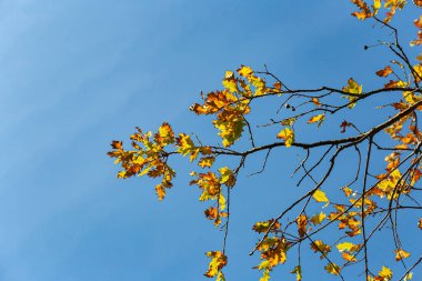 Sonbahar rengi yaprakları mavi gökyüzünün altında sıcak bir sonbahar öğleninin parlak atmosferiyle