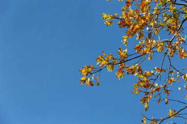 Sonbahar rengi yaprakları mavi gökyüzünün altında sıcak bir sonbahar öğleninin parlak atmosferiyle