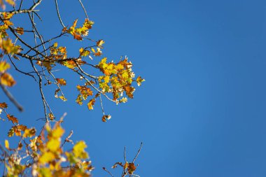 Sonbahar rengi yaprakları mavi gökyüzünün altında sıcak bir sonbahar öğleninin parlak atmosferiyle