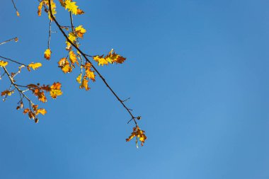 Sonbahar rengi yaprakları mavi gökyüzünün altında sıcak bir sonbahar öğleninin parlak atmosferiyle