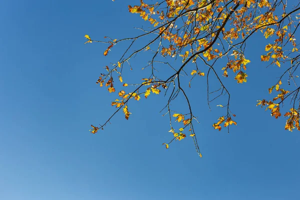 Høst Farger Blader Blå Himmel Med Strålende Atmosfære Varm Høst – stockfoto