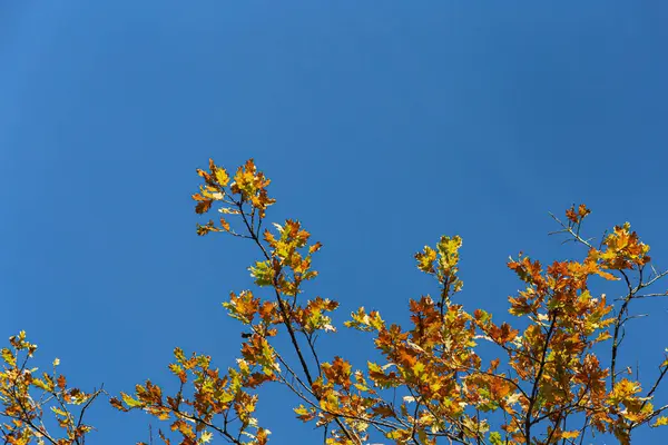 Sonbahar rengi yaprakları mavi gökyüzünün altında sıcak bir sonbahar öğleninin parlak atmosferiyle