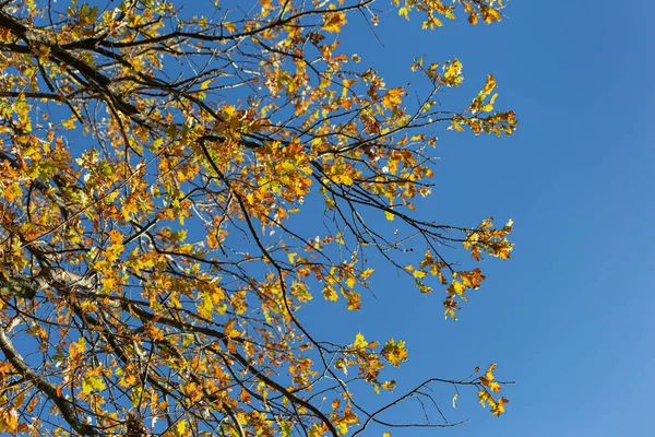 Осіннє Листя Кольору Під Блакитним Небом Блискучою Атмосферою Теплого Осіннього — стокове фото