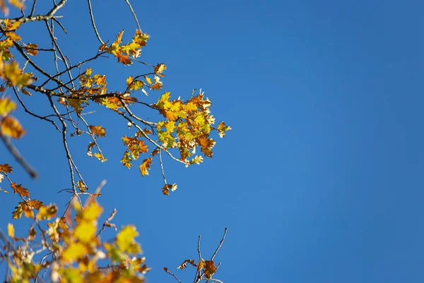 Sonbahar rengi yaprakları mavi gökyüzünün altında sıcak bir sonbahar öğleninin parlak atmosferiyle