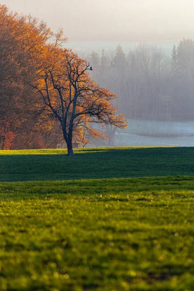 autumn fall lawn landscape near south germany city schwabisch gmund with orange leaves on branches