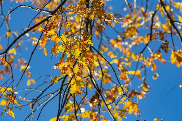 Sonbahar Rengi Yaprakları Mavi Gökyüzünün Altında Sıcak Bir Sonbahar Öğleninin — Stok fotoğraf