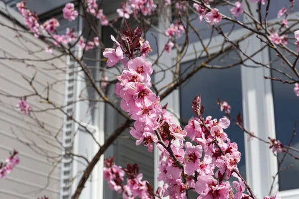 Baharda pembe çiçeklerle açan güzel ağaç dalının yakın görüntüsü.