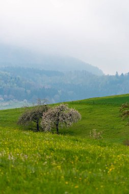 Güney Almanya 'da çimen ve ağaçlarla yeşil ilkbahar tarlası