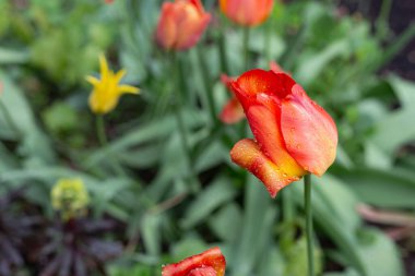 Almanya 'da baharda yağmurlu günlerden sonra yağmur damlalı çiçekler