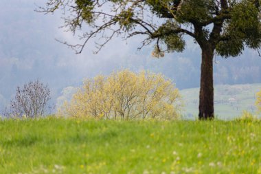 Güney Almanya 'da çimen ve ağaçlarla yeşil ilkbahar tarlası