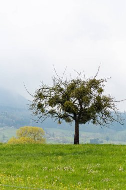 Güney Almanya 'da çimen ve ağaçlarla yeşil ilkbahar tarlası