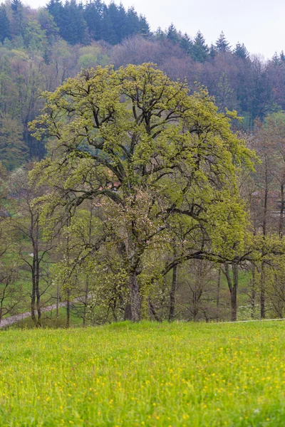 Güney Almanya Çimen Ağaçlarla Yeşil Ilkbahar Tarlası — Stok fotoğraf