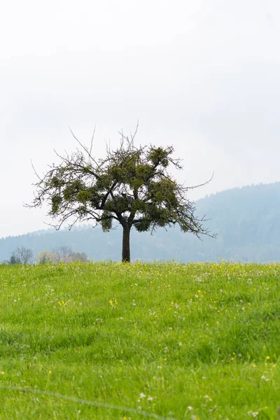 Campo Primavera Verde Con Hierba Árboles Sur Alemania — Foto de Stock