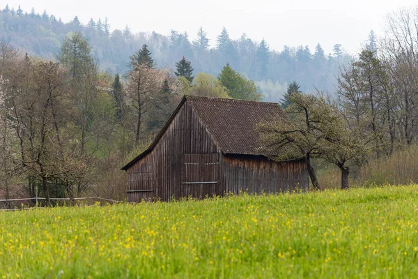 Campo Verde Primaverile Con Erba Alberi Nella Germania Meridionale — Foto Stock