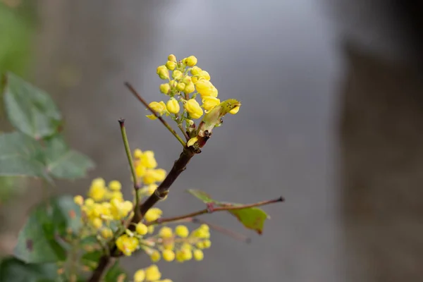 ドイツの春の雨の日の後に雨の日の花 — ストック写真