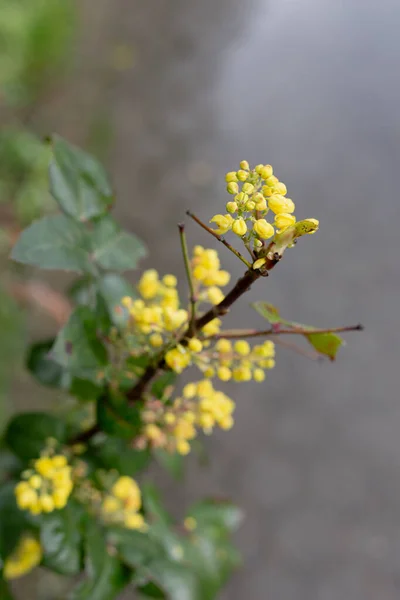 Flores Con Gotas Lluvia Después Días Lluviosos Primavera Alemania —  Fotos de Stock