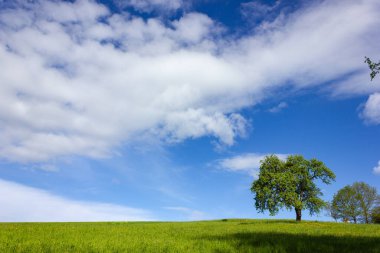 Mavi gökyüzünün altındaki yeşil ağaç ve Almanya 'nın güneşli kırsalında bahar zamanı çimenlik.