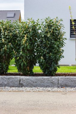 Almanya 'da baharda yeşil ve taş duvar cepheleri olan modern bahçe evleri.