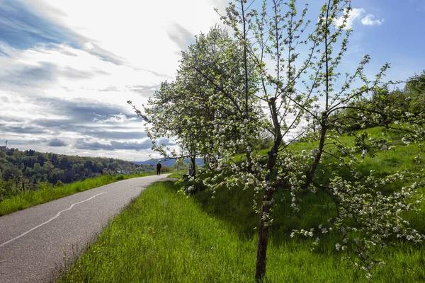 德国南部农村春天的自行车道开花树 — 图库照片
