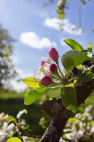 Apple Blossom Blue Sky Sunny Day Spring South Germany Countryside — Stock Photo, Image