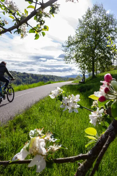 Árbol Flor Bicicleta Primavera Sur Alemania Campo — Foto de Stock