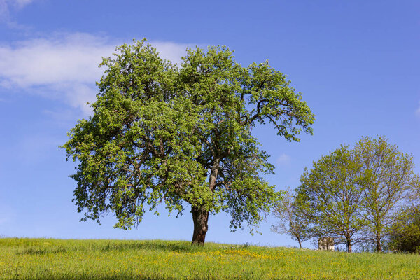 зеленое дерево под голубым небом и весенний газон красочный в немецкой солнечной сельской местности