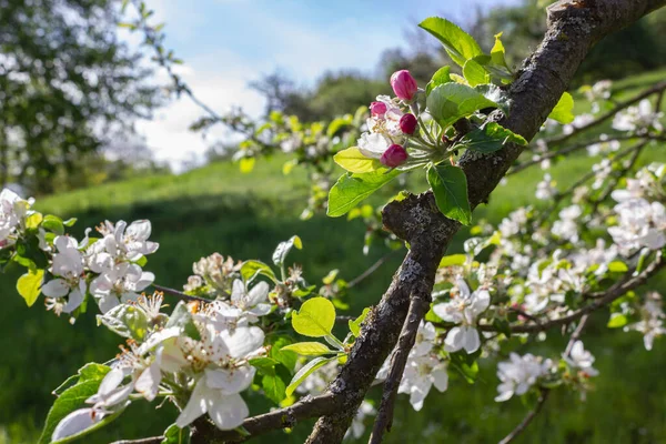 Цвіте Яблуко Під Блакитним Небом Сонячний День Навесні Півдні Німеччини — стокове фото