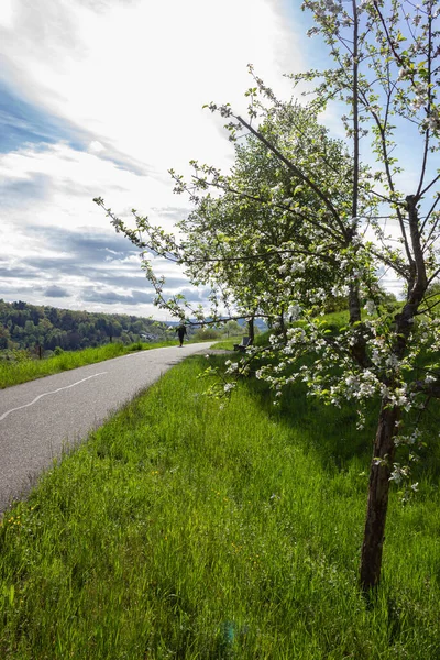 Primavera Bikeway Fioritura Albero Nel Sud Della Germania Campagna — Foto Stock