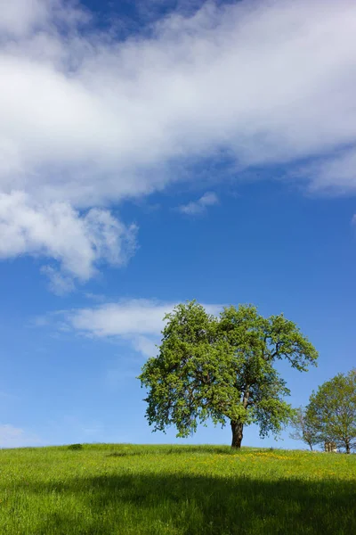 Árbol Verde Bajo Cielo Azul Césped Primavera Colorido Campo Soleado — Foto de Stock
