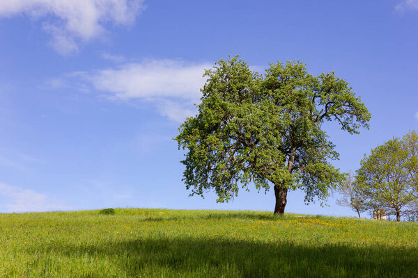 green tree under blue sky and springtime lawn colorful at german sunny countryside