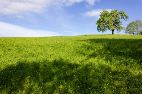 Árbol Verde Bajo Cielo Azul Césped Primavera Colorido Campo Soleado — Foto de Stock