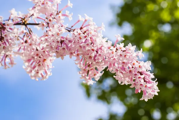 Lilac flower — Stock Photo, Image