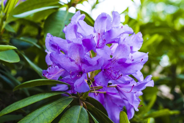 Purple flower — Stock Photo, Image