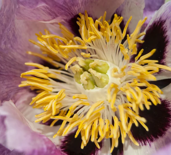 Beautiful purple flower — Stock Photo, Image